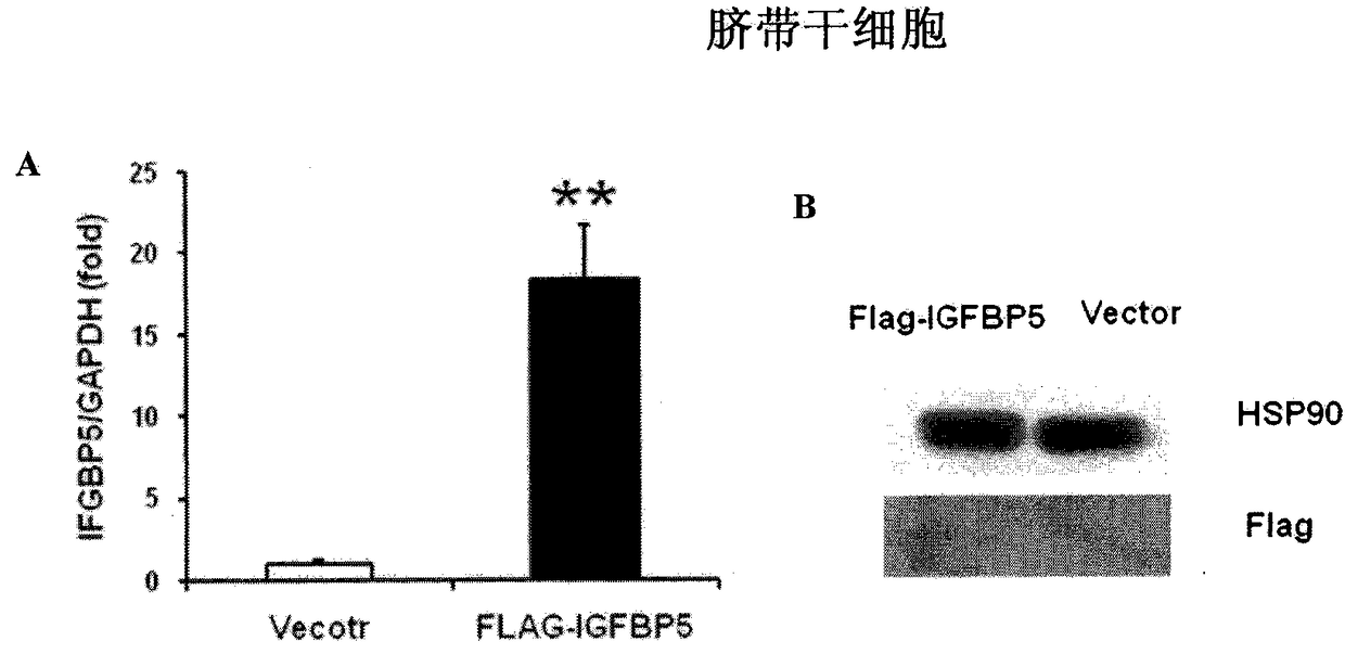 Application of insulin-like growth factor binding protein 5 in promoting periodontal tissue regeneration