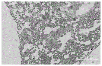 Drugs for prevention and treatment of pulmonary arterial hypertension and their synthesis and application