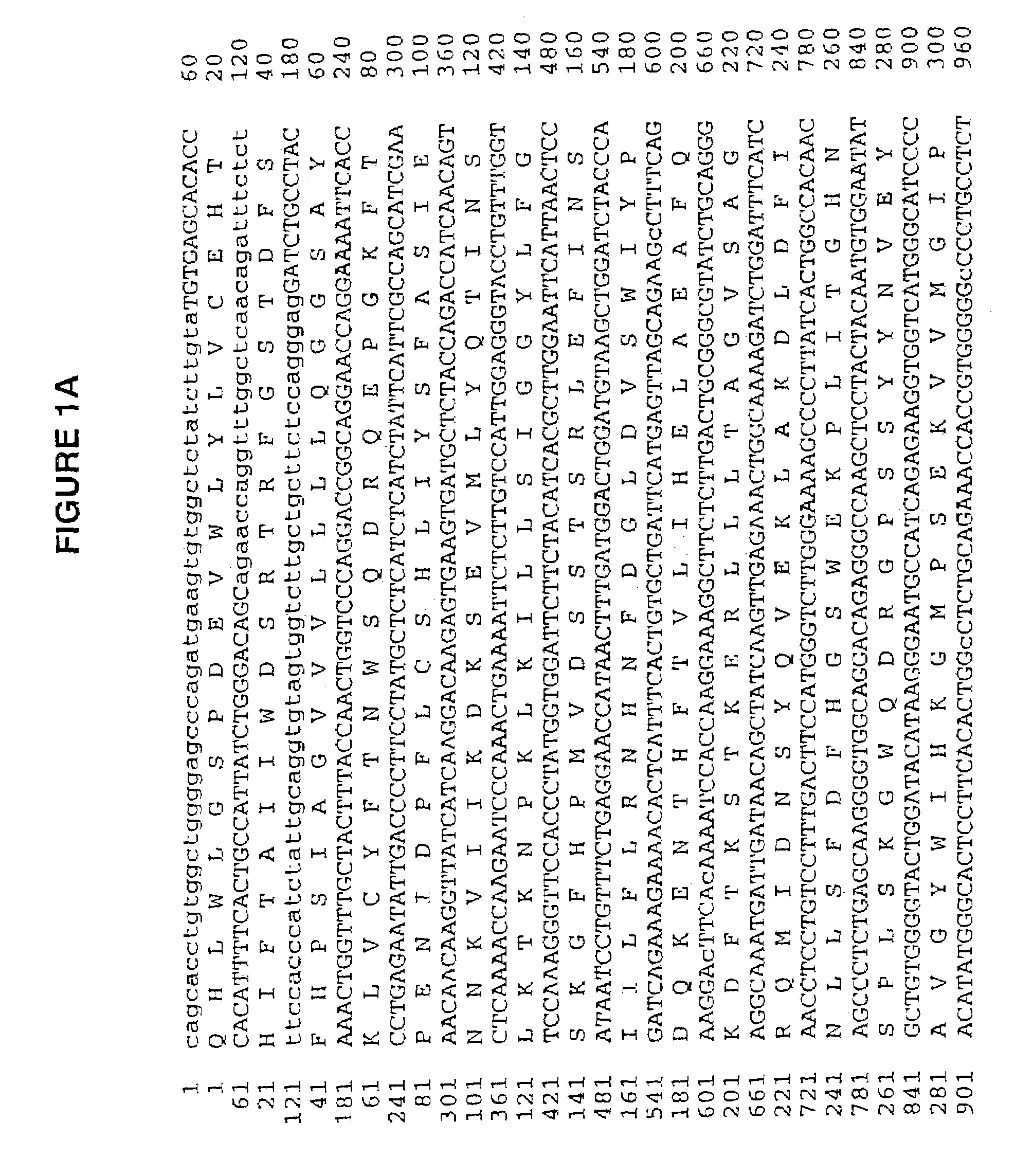 Human cartilage glycoprotein