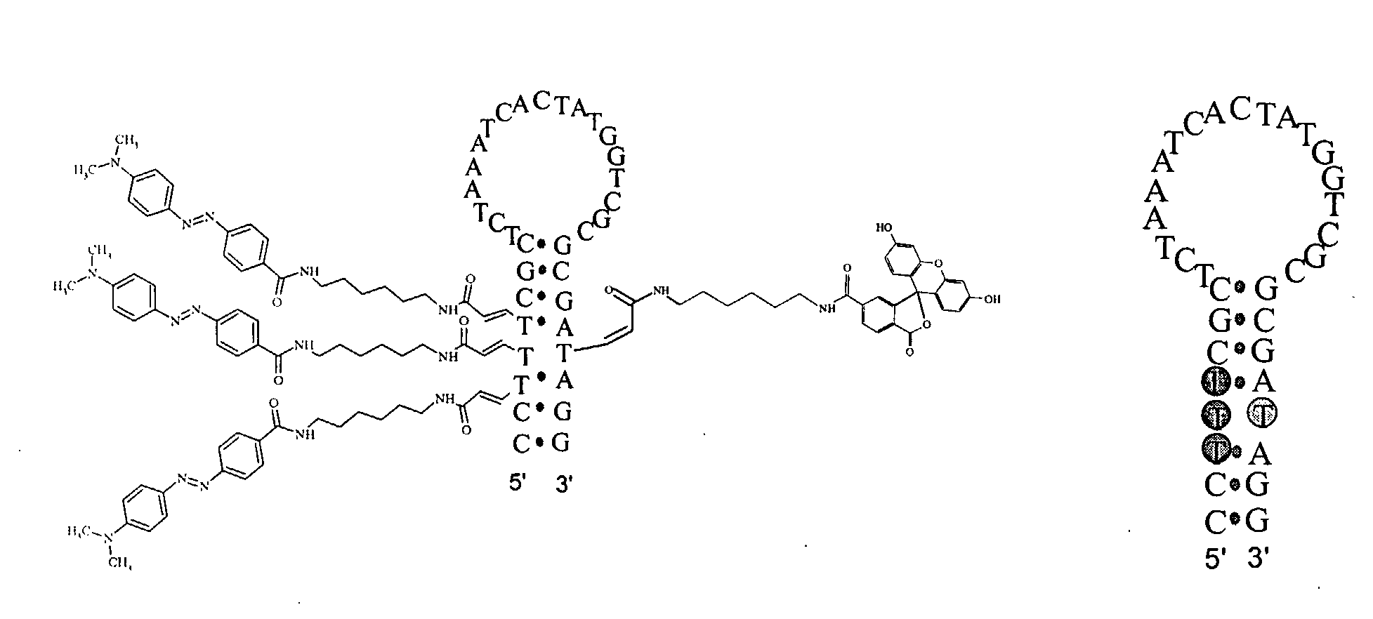 Multi-acceptor molecular probes and applications thereof