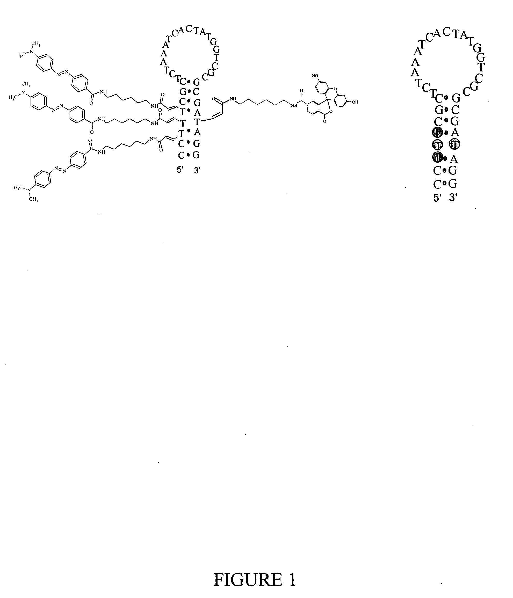 Multi-acceptor molecular probes and applications thereof