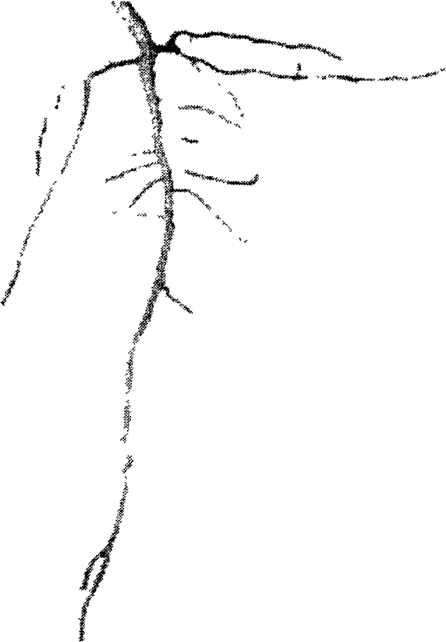 Method for dividing plant root system image based on color characteristic