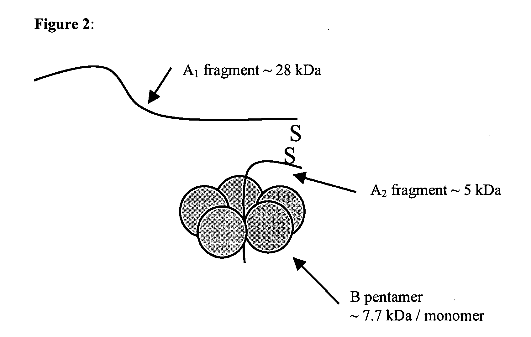 Methods and compositions based on Shiga toxin type 1 protein
