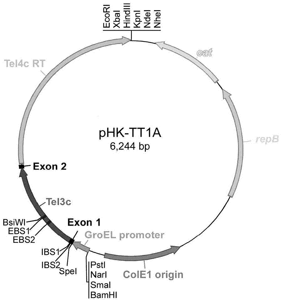 Genetic element applicable to genetic modification of thermophilic microorganisms, carrier and application thereof