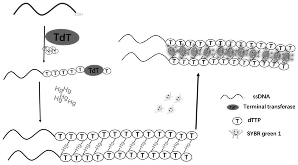 A kind of assay method and application of terminal deoxynuclease activity
