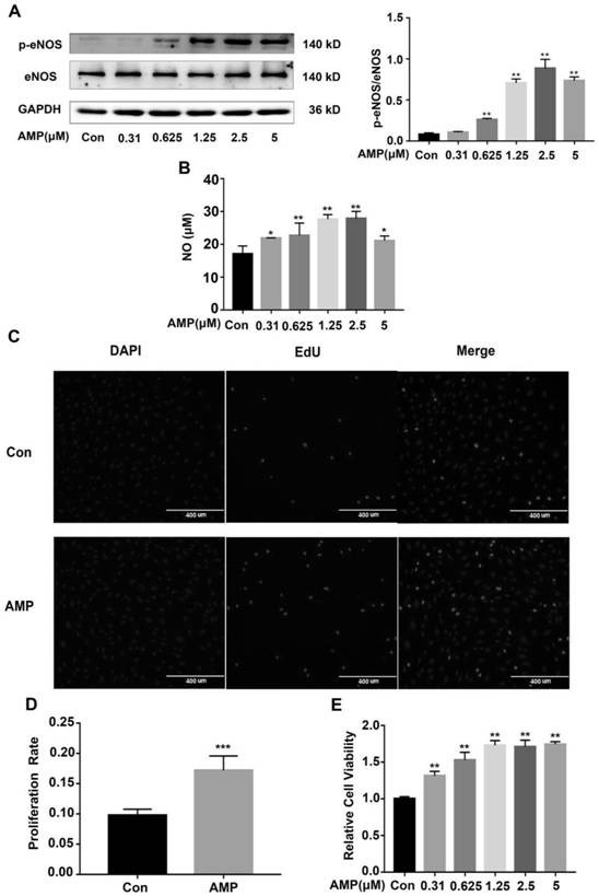 Application of amitriptyline to preparation of medicine for improving endothelial cell functions