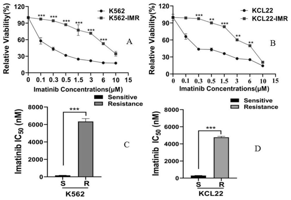 Application of berberine in preparation of drugs for resisting chronic myeloid leukemia drug resistance