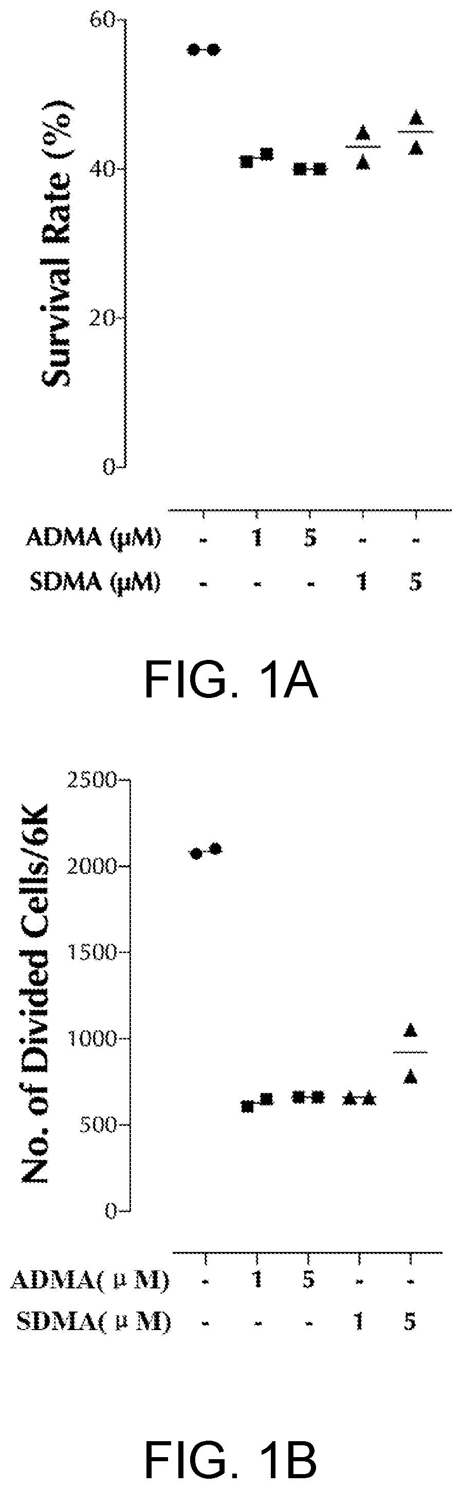 Method of inhibiting the proliferation of t and/or b lymphocytes via dimethylarginine derivatives and lymphocytes proliferation inhibitor