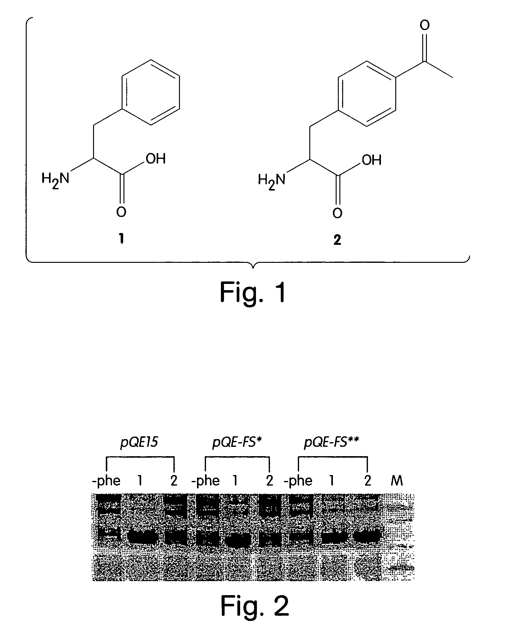 Computational method for designing enzymes for incorporation of non natural amino acids into proteins