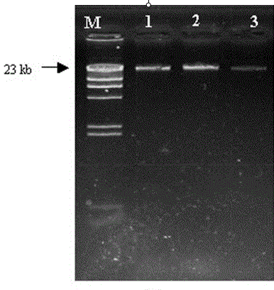 Application of Ectoine used as synergist in PCR