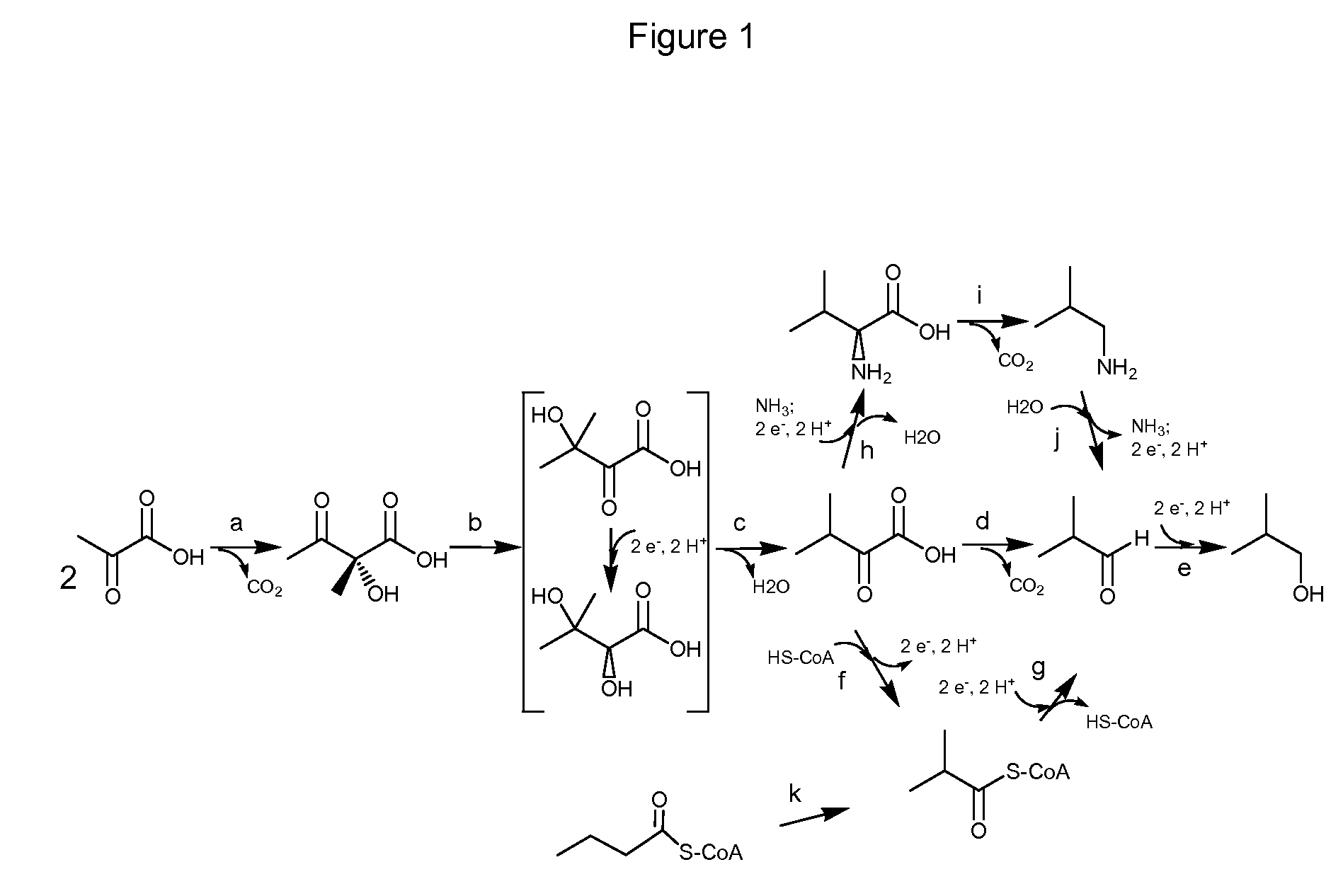 Method for the production of isobutanol