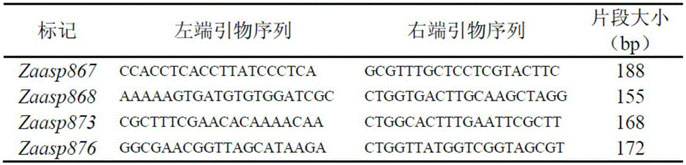 Molecular marker of peel full-brown trait gene locus of Chinese 'Qingxiang'-variety pears and screening method of molecular marker