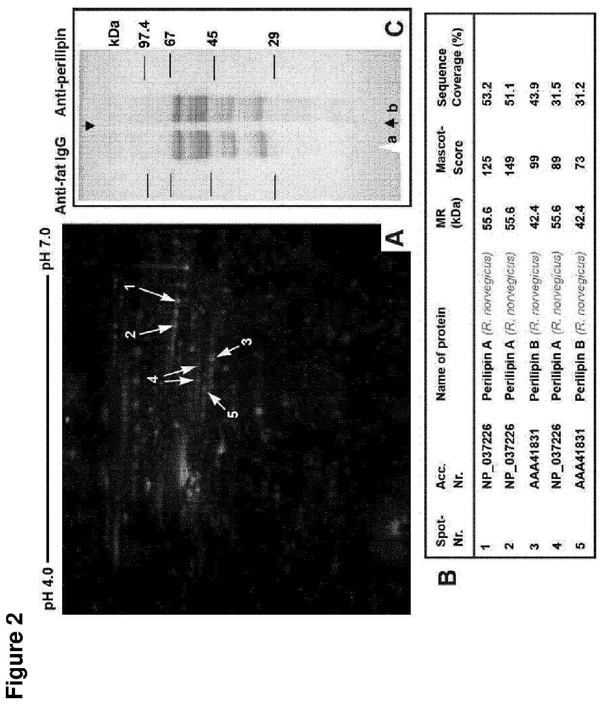 Means for specifically eliminating perilipin-1 fragment presenting adipocytes