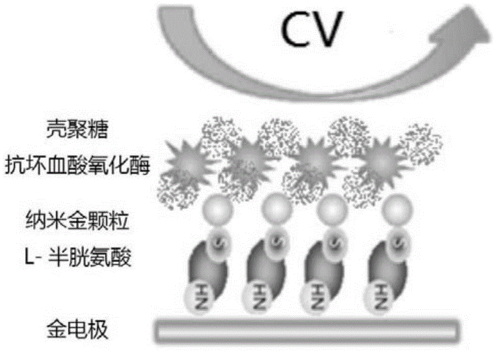 Living plant ascorbic acid detection method based on microelectrode biosensor