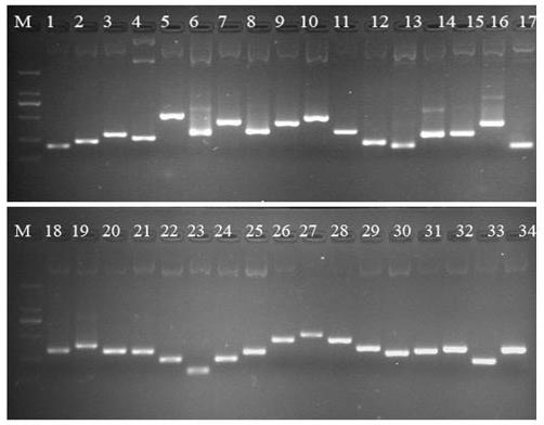 Method for constructing suppression subtractive hybridization (SSH) library of oryza rufipogon threatened by bacterial blight germs