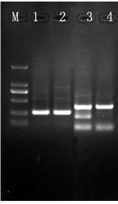 Method for constructing suppression subtractive hybridization (SSH) library of oryza rufipogon threatened by bacterial blight germs