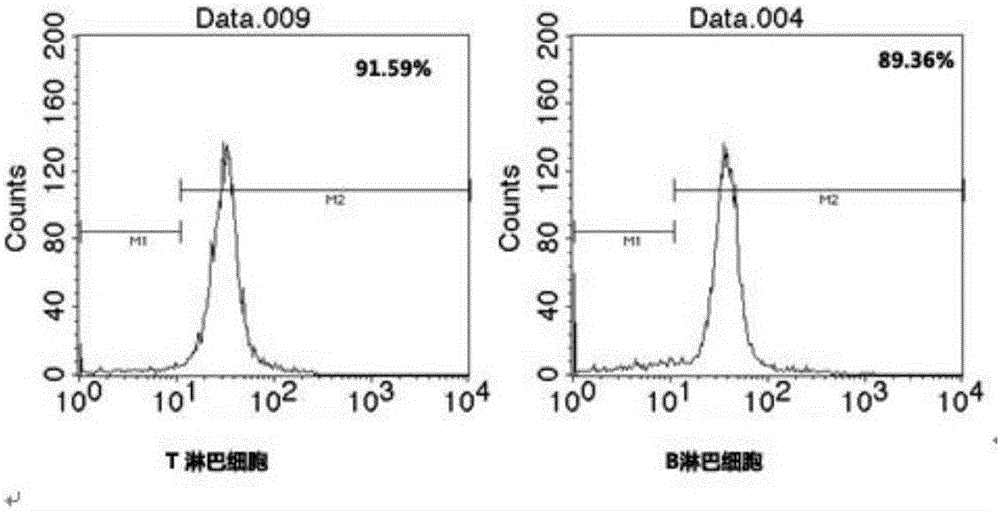 Method for simultaneous separation of T and B lymphocytes in peripheral blood