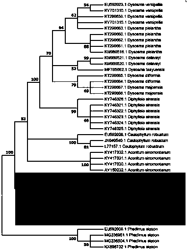 Method for identifying Japanese ginseng rhizomes and non-generic confusion or counterfeit species of Japanese ginseng rhizomes based on ITS2