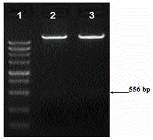 Application of KAP26.1 gene as exogenous gene introduced into cashmere goat cells and used for improving wool fineness