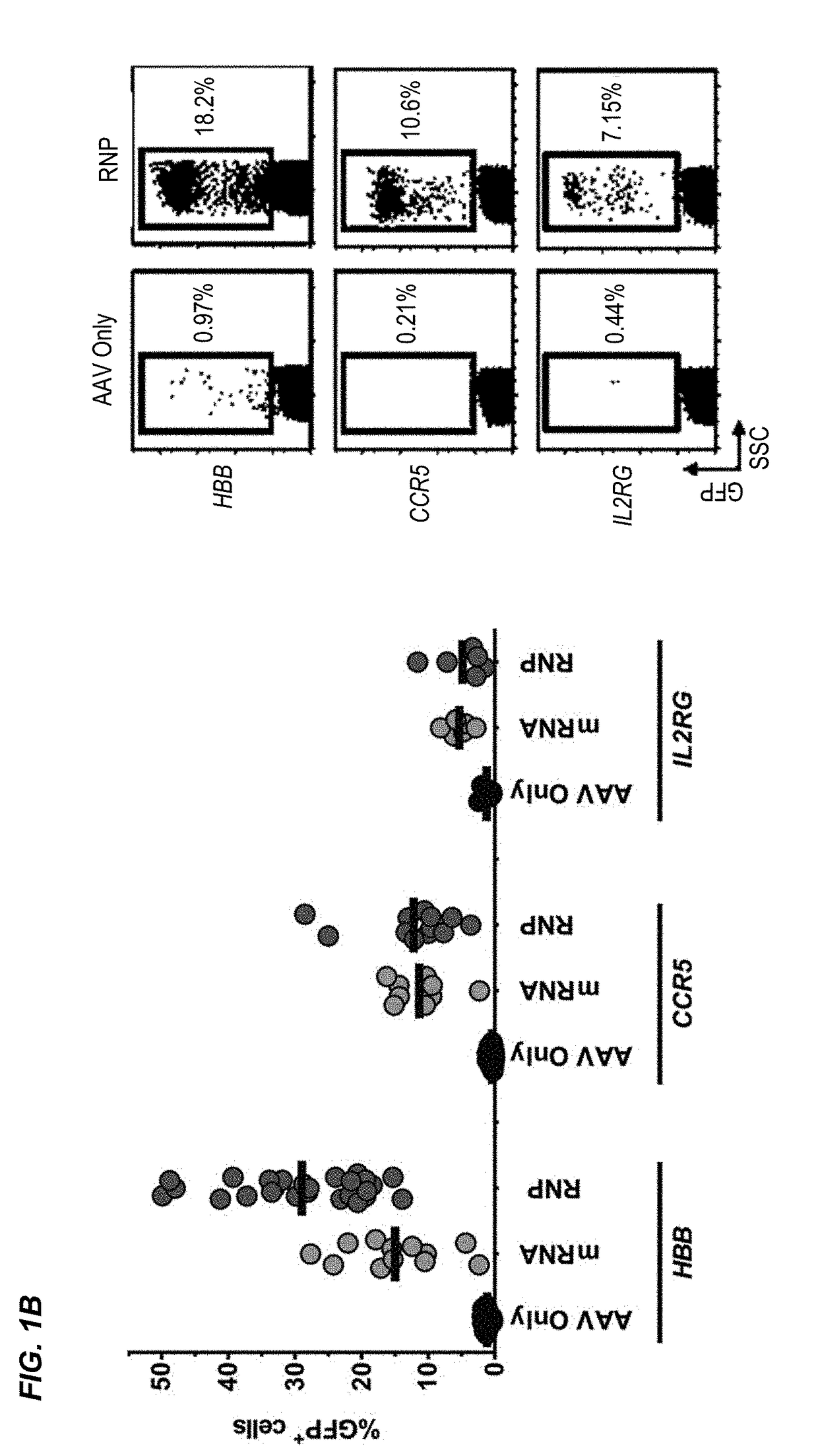 Nuclease-Mediated Genome Editing of Primary Cells and Enrichment Thereof