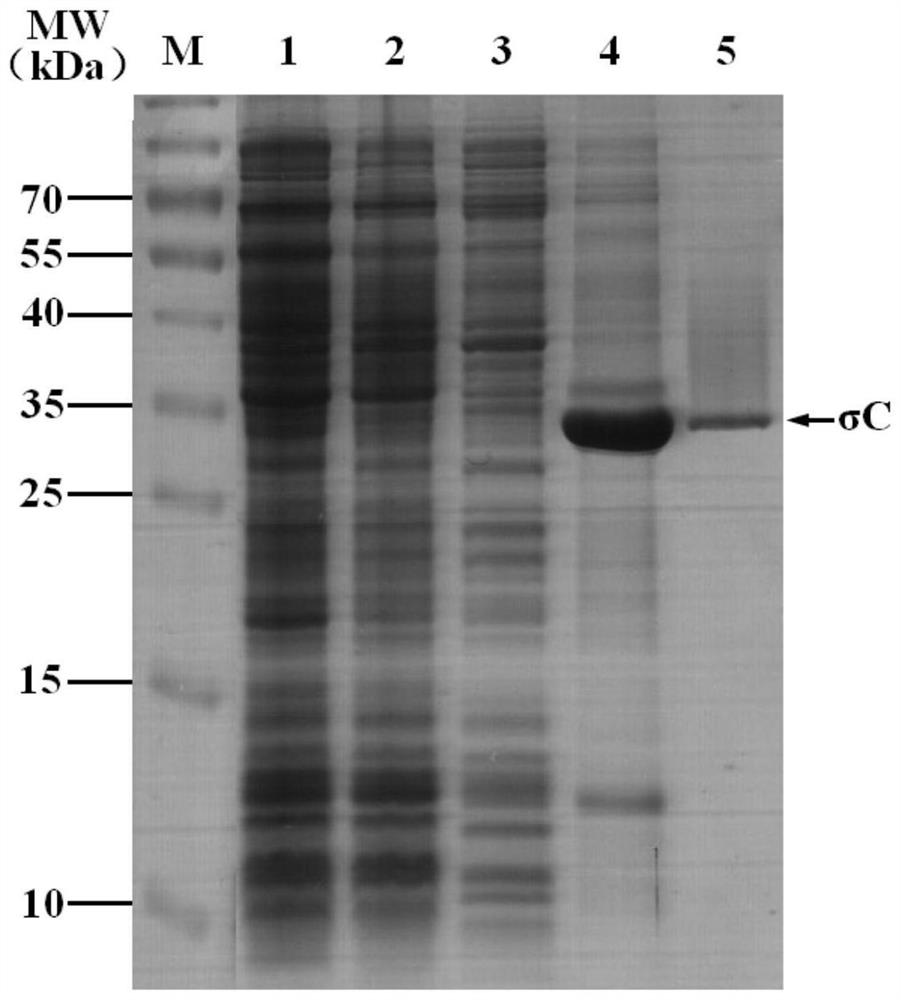 A kind of hybridoma cell secreting duck new reovirus σc protein monoclonal antibody, monoclonal antibody and application