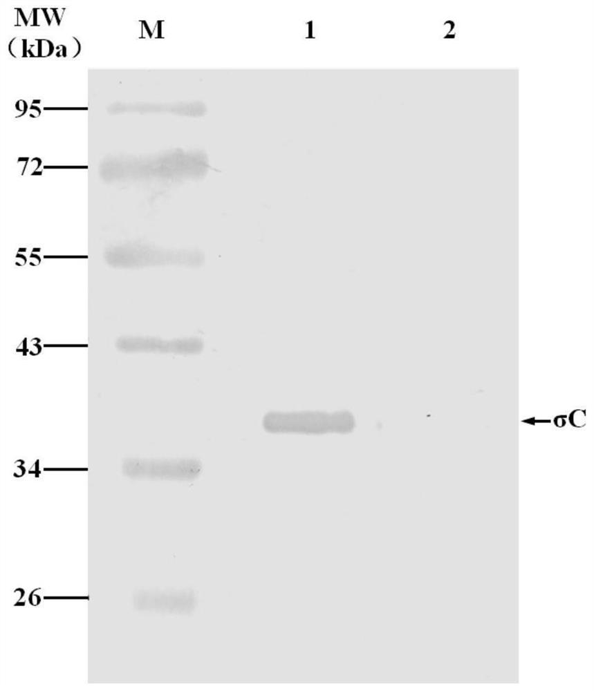 A kind of hybridoma cell secreting duck new reovirus σc protein monoclonal antibody, monoclonal antibody and application