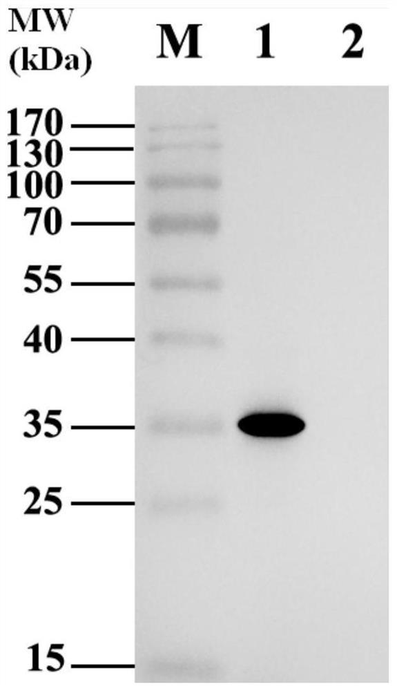 A kind of hybridoma cell secreting duck new reovirus σc protein monoclonal antibody, monoclonal antibody and application