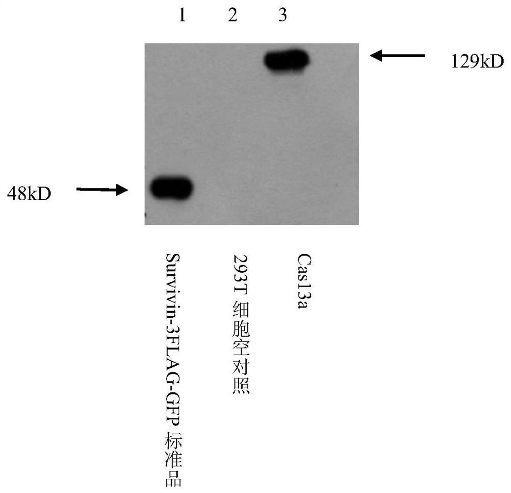 Application of crRNA-mediated CRISPR/Cas13a gene editing system in tumor cells