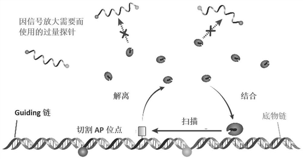 A method for specific regulation of nuclease activity