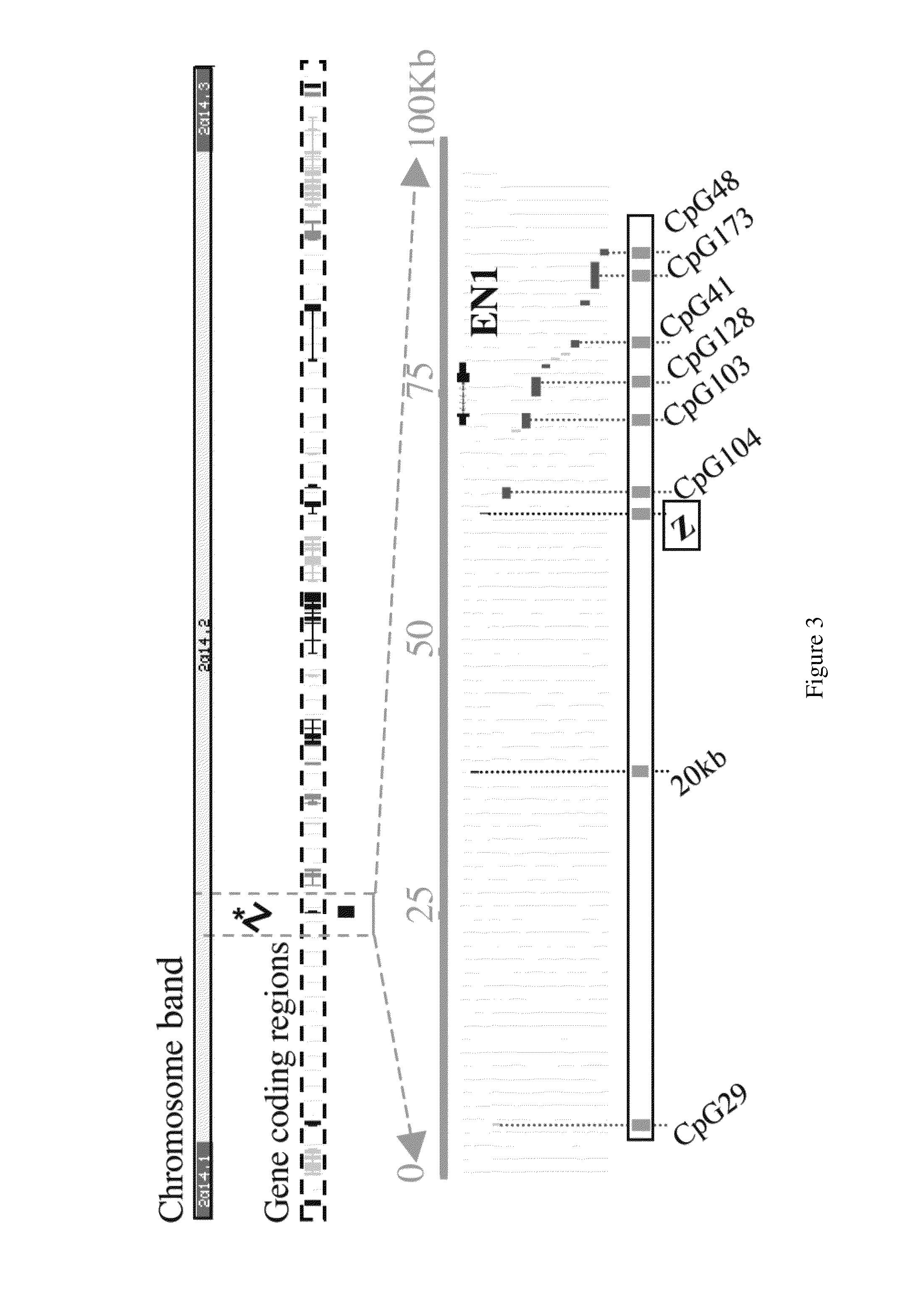 Method of diagnosing cancer and reagents therefor