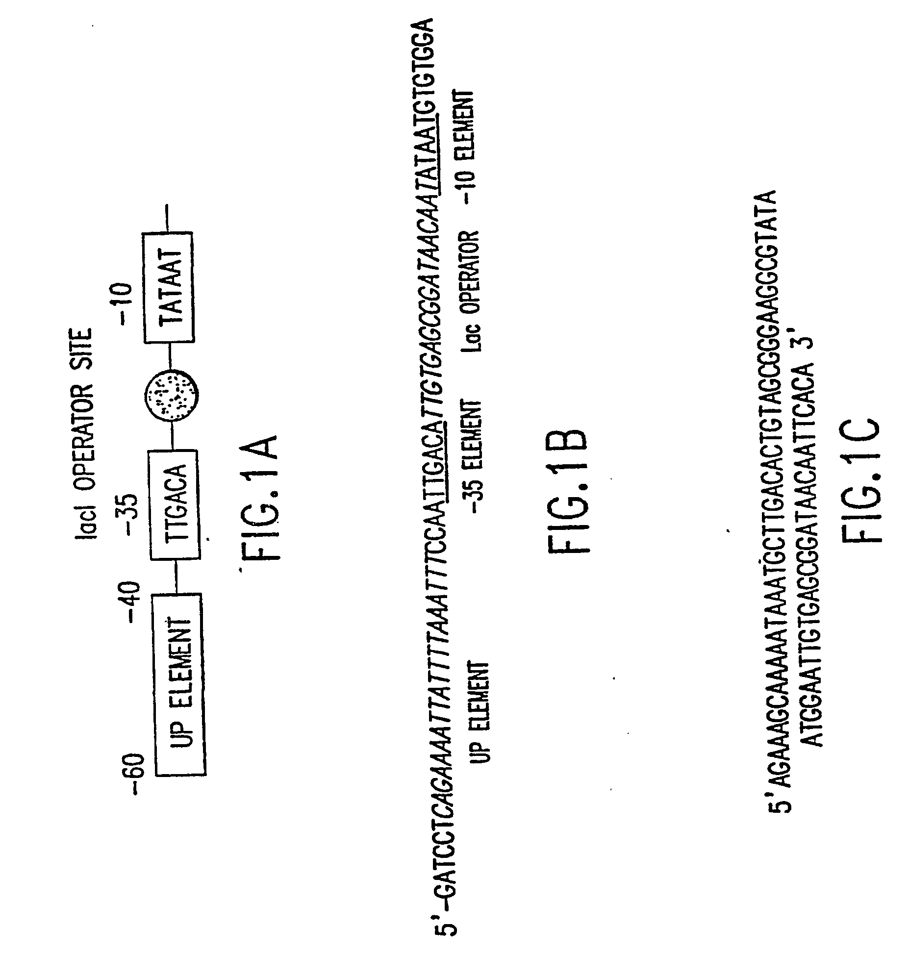 Tissue-specific and pathogens-specific toxic agents, ribozymes, dnazymes and antisense oligonucleotides, and methods of use thereof