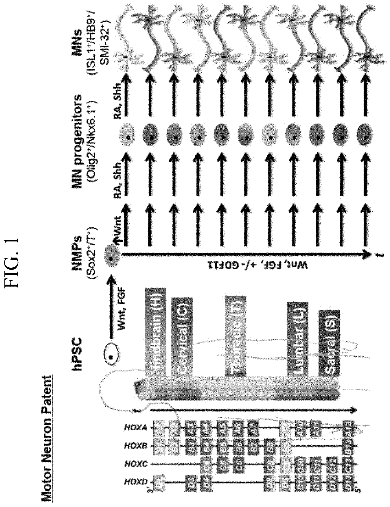 Methods for efficient derivation of human motor neurons from diverse spinal regions
