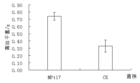 Brevibacillusreuszeri and application thereof in promoting pine tree growth