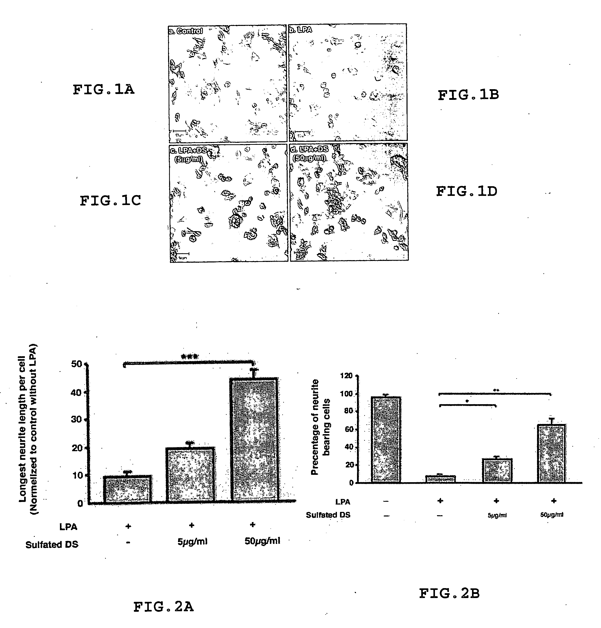 Method for treating or inhibiting the effects of injuries or diseases that result in neuronal degeneration and method for promoting neurogenesis