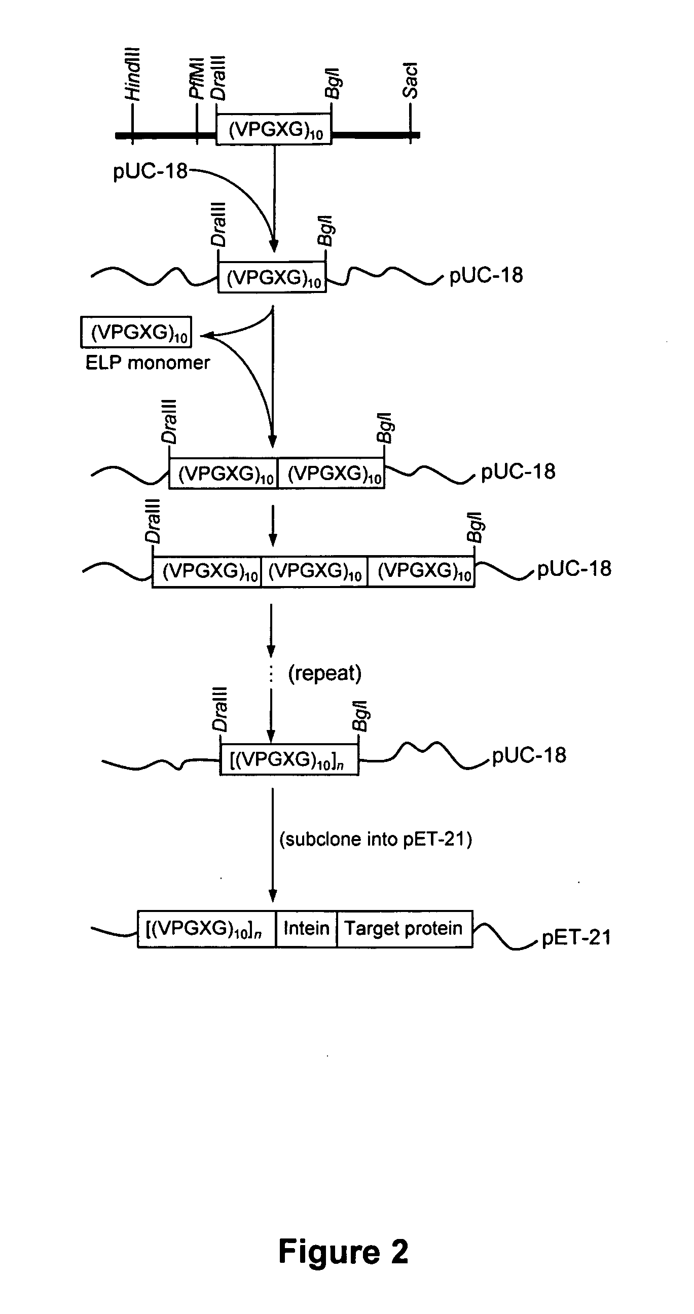 Intein-mediated protein purification using in vivo expression of an elastin-like protein