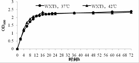 High-temperature resistant yeast and application thereof