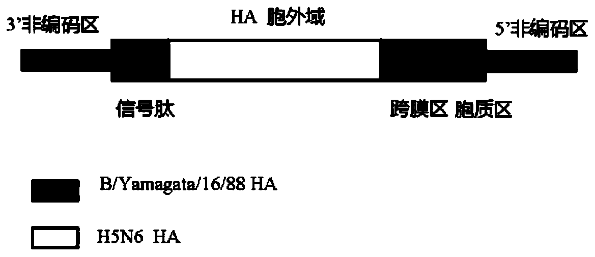 Method of saving chimeric viral strain and chimeric attenuated strain with A/B type chimeric HA plasmids