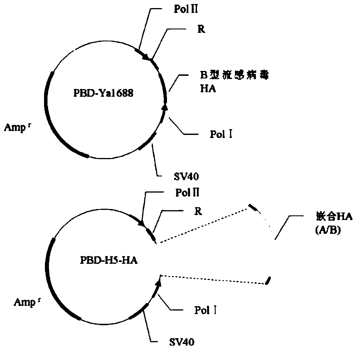 Method of saving chimeric viral strain and chimeric attenuated strain with A/B type chimeric HA plasmids