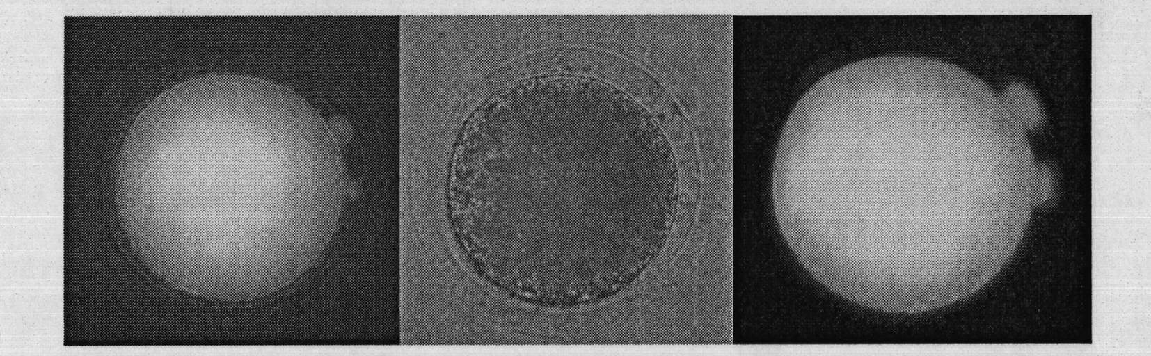 Method for producing transgenic buffalo embryos by applying intracytoplasmic sperm injection (ICSI) mediation