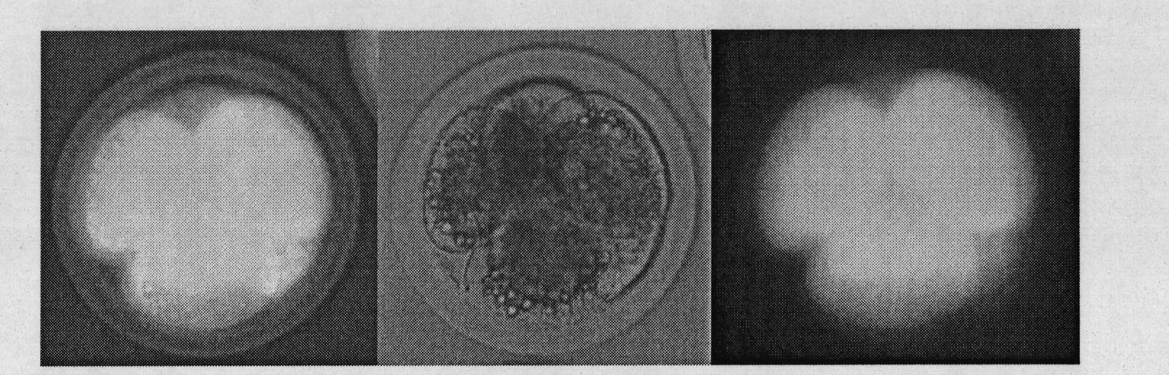 Method for producing transgenic buffalo embryos by applying intracytoplasmic sperm injection (ICSI) mediation