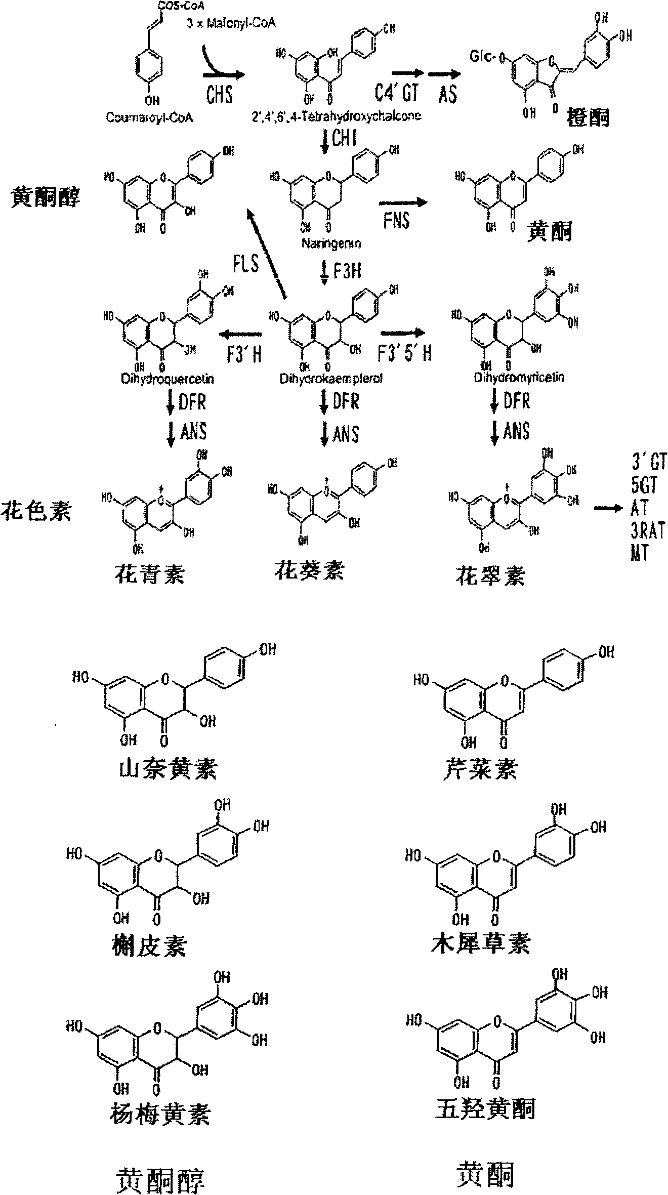 Rose containing flavone and malvidin, and method for production thereof