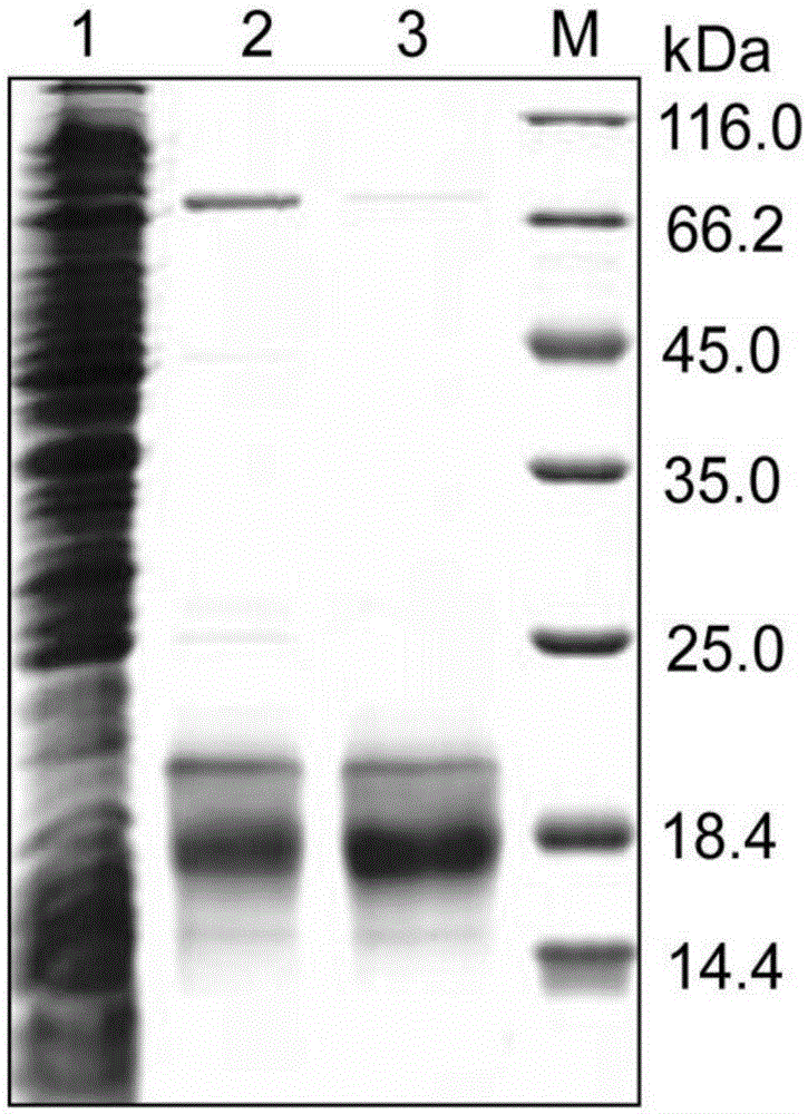 Recombinant escherichia coli and application in fermenting and producing 2Fe2S ferredoxin