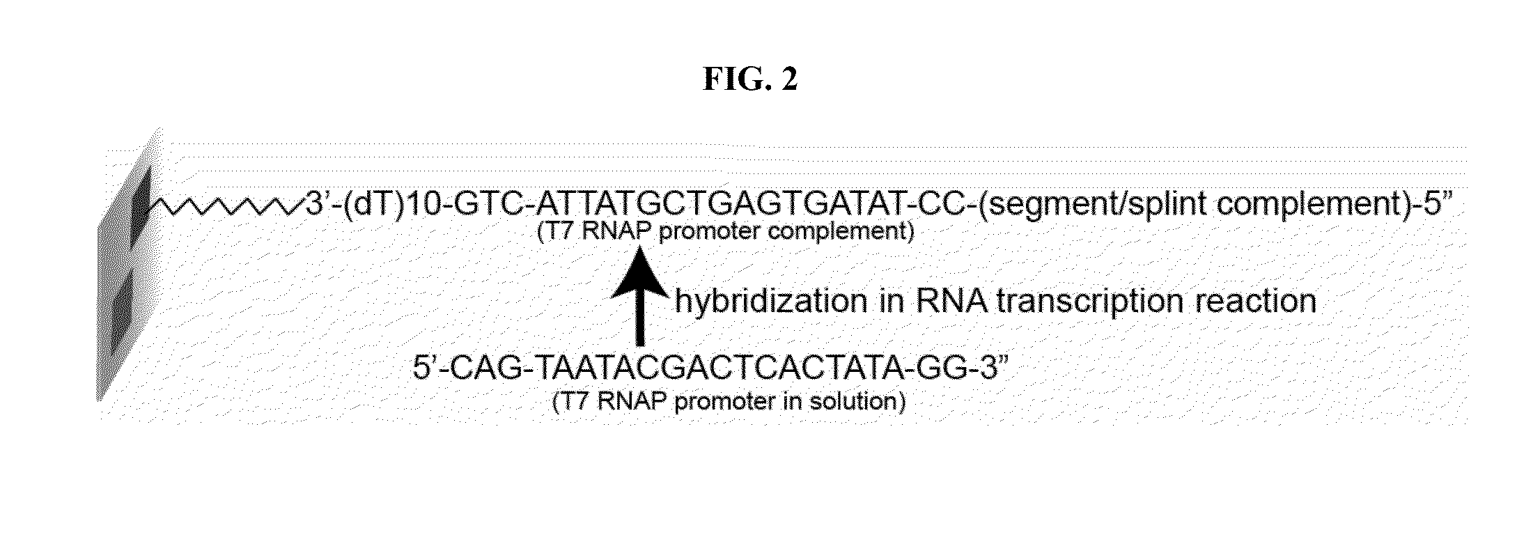 RNA-mediated gene assembly from DNA oligonucleotides