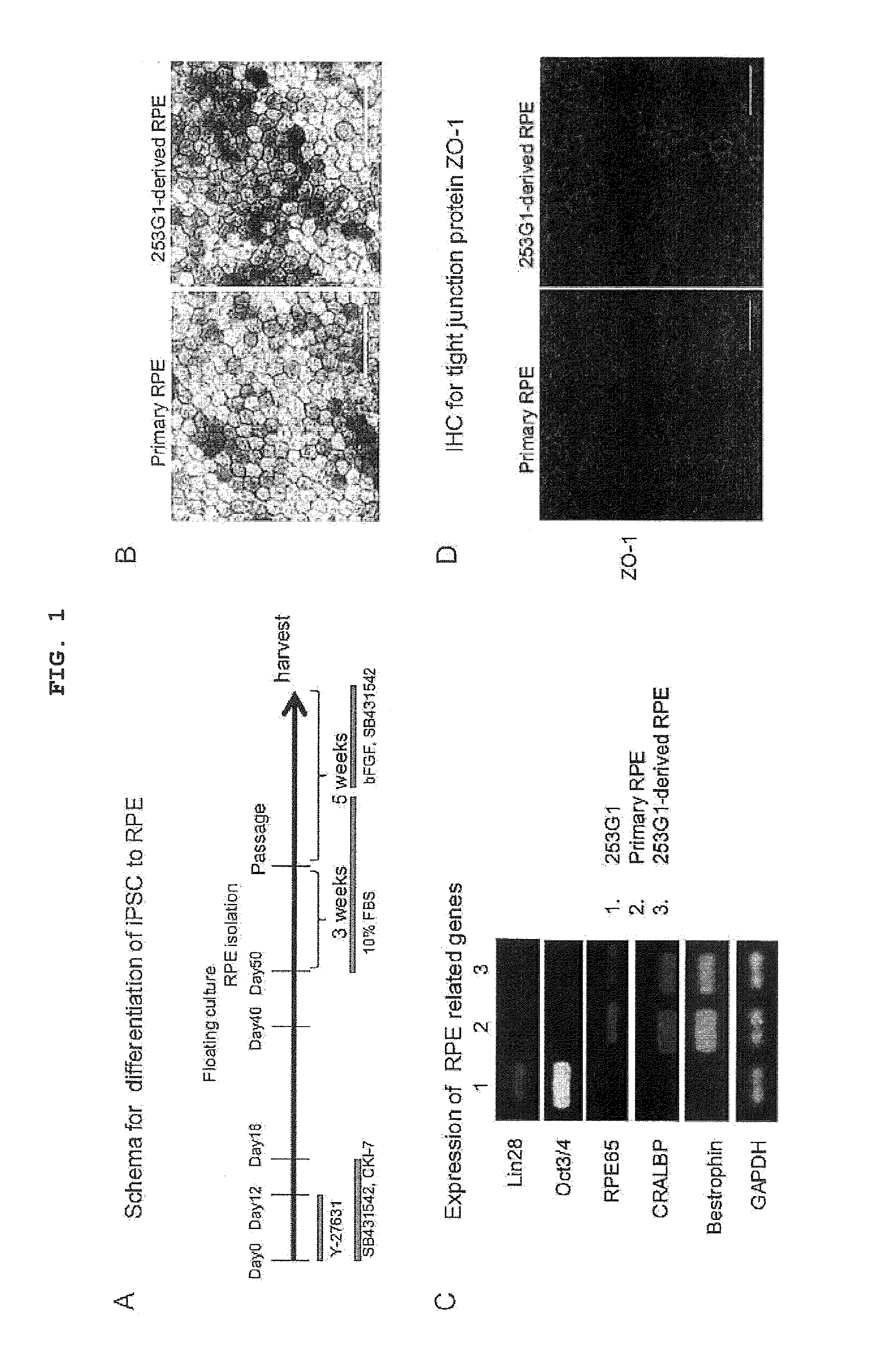 Cell sorting method