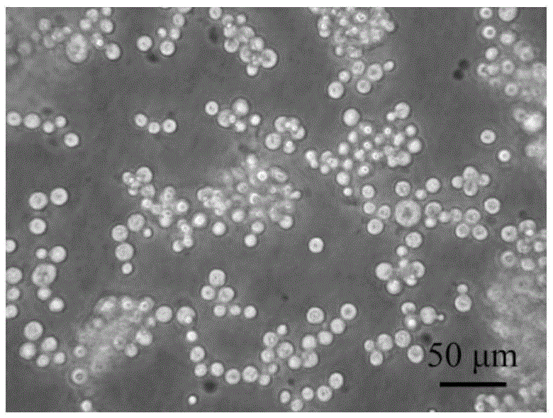 Culture medium and method for culturing chlamys farreri trochophore cell lines