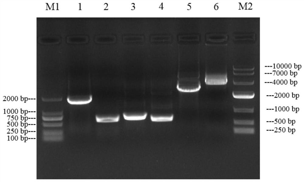 Expression vector based on URA3 gene and construction method thereof