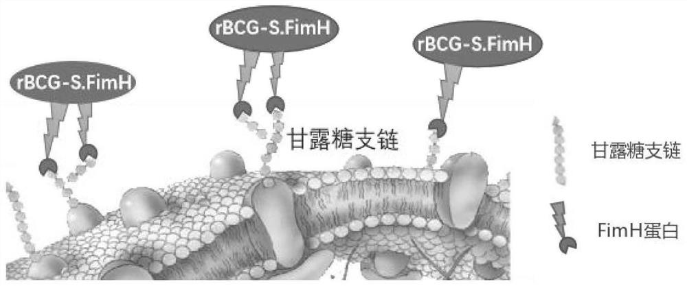 Recombinant BCG and its preparation method and application