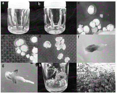 Method for obtaining cucumber regenerated plantlet by inducing gynogenesis by virtue of culture of unfertilized ovules