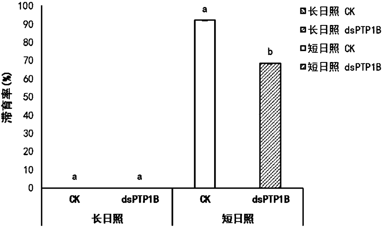 Protein tyrosine phosphatase PTP1B of Locusta migratoria and encoding gene and application thereof