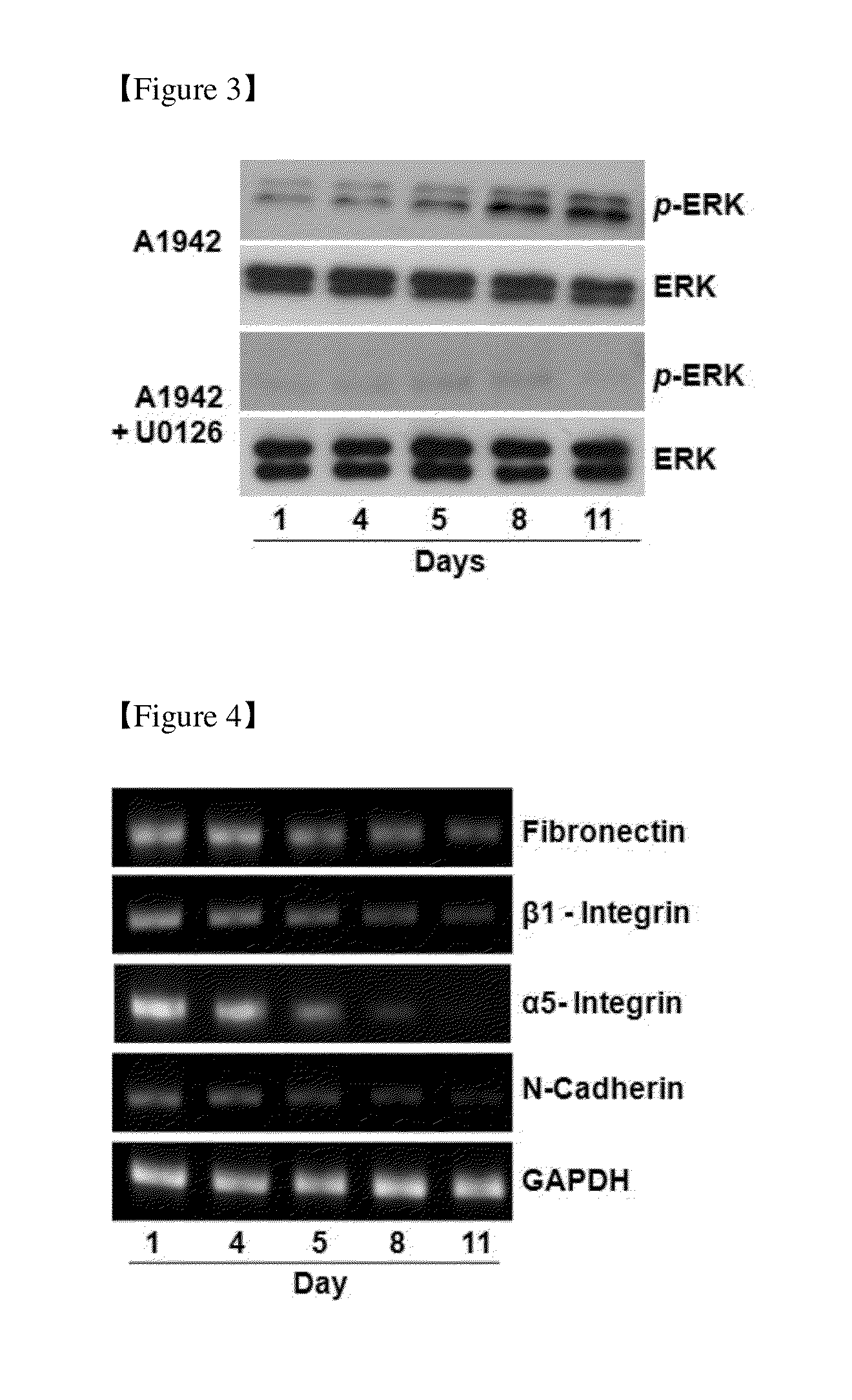 Use of Compounds for Inducing Differentiation of Mesenchymal Stem Cells to Chondrocytes